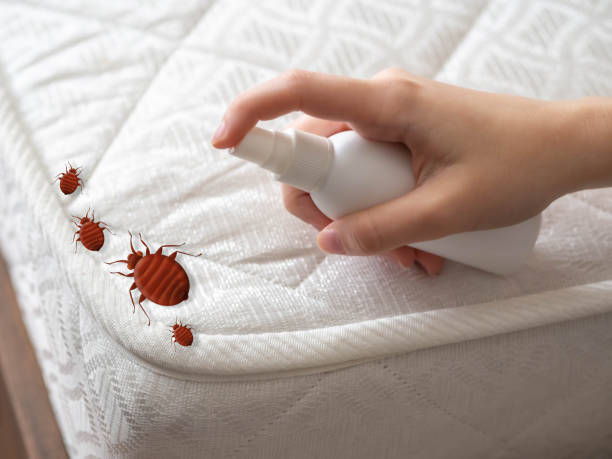 Best Flea Control Services  in Minerva, OH